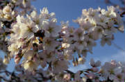 cherry-blossoms-1.jpg