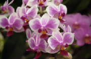 purple-orchids.jpg