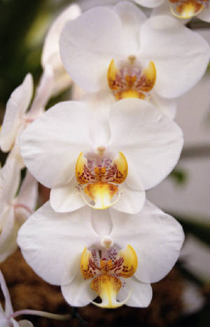 white-orchids.jpg